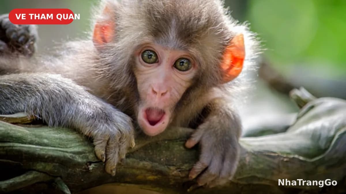 Monkey Island (Đảo Khỉ)
